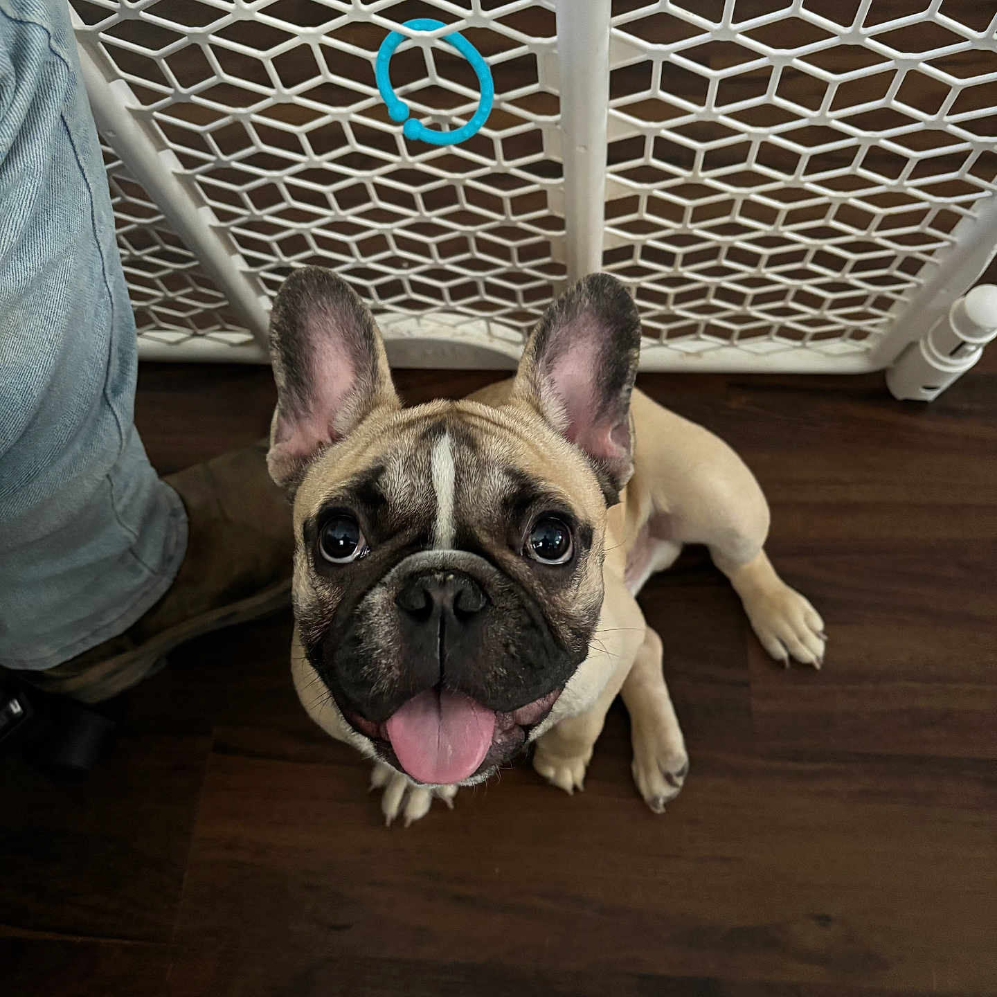 Derek Scott is registered to the contest to win money with this photo: baby_gate, black_nose, boots, brown, companion, cute, dog, ears_up, floor, french_bulldog, happy, indoor, jeans, looking_up, person_leg, pet, puppy, small_dog, tongue_out, wooden_floor