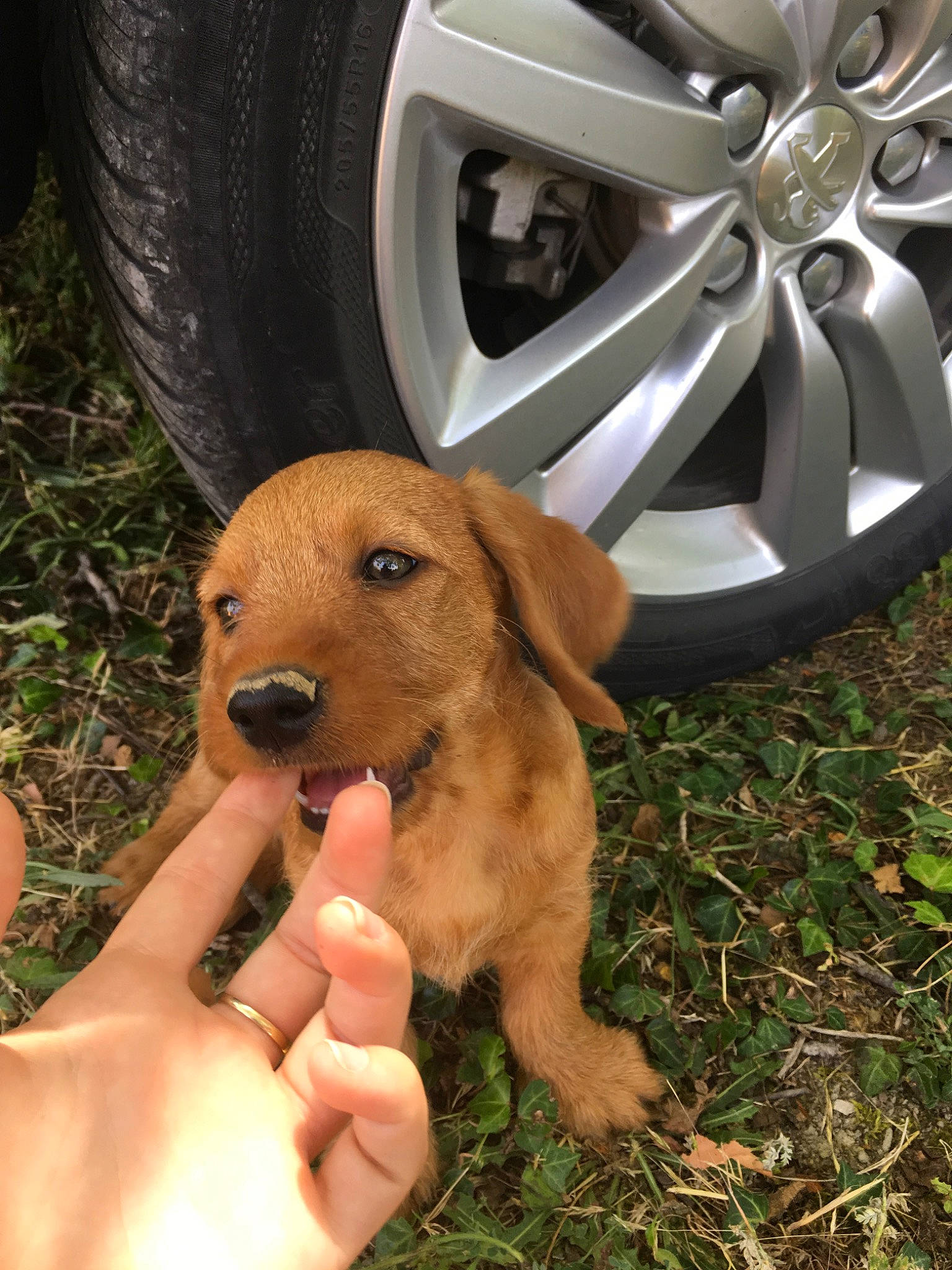 Paco a rejoint le concours — aidez-le/la à gagner de superbes lots ! broholmer, canidae, carnivore, dog, dog_breed, fawn, mammal, puppy, sporting_group, wheel