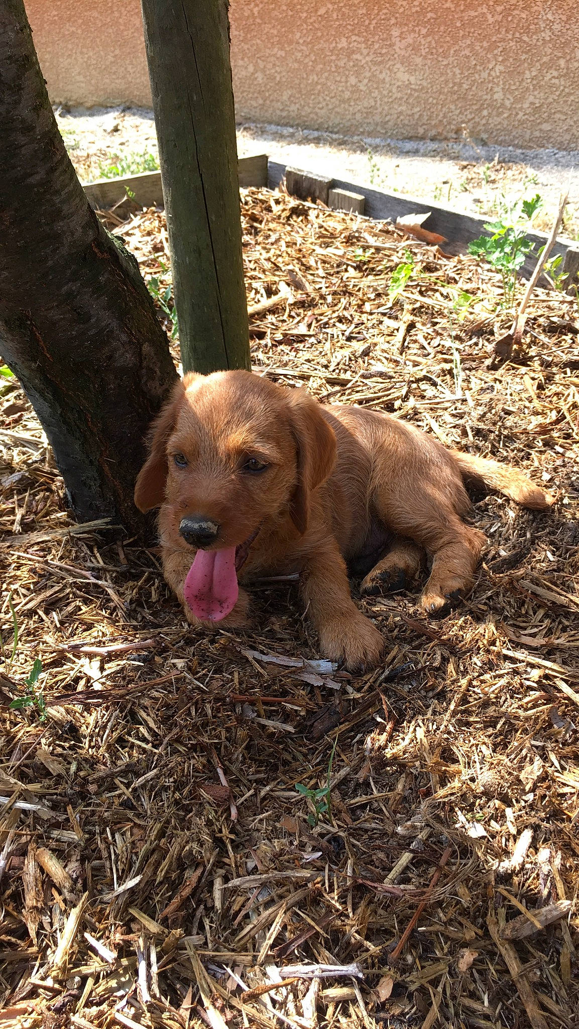 Paco a rejoint le concours — aidez-le/la à gagner de superbes lots ! canidae, carnivore, chesapeake_bay_retriever, dog, dog_breed, fawn, hunting_dog, mammal, mountain_cur, sporting_group, vertebrate