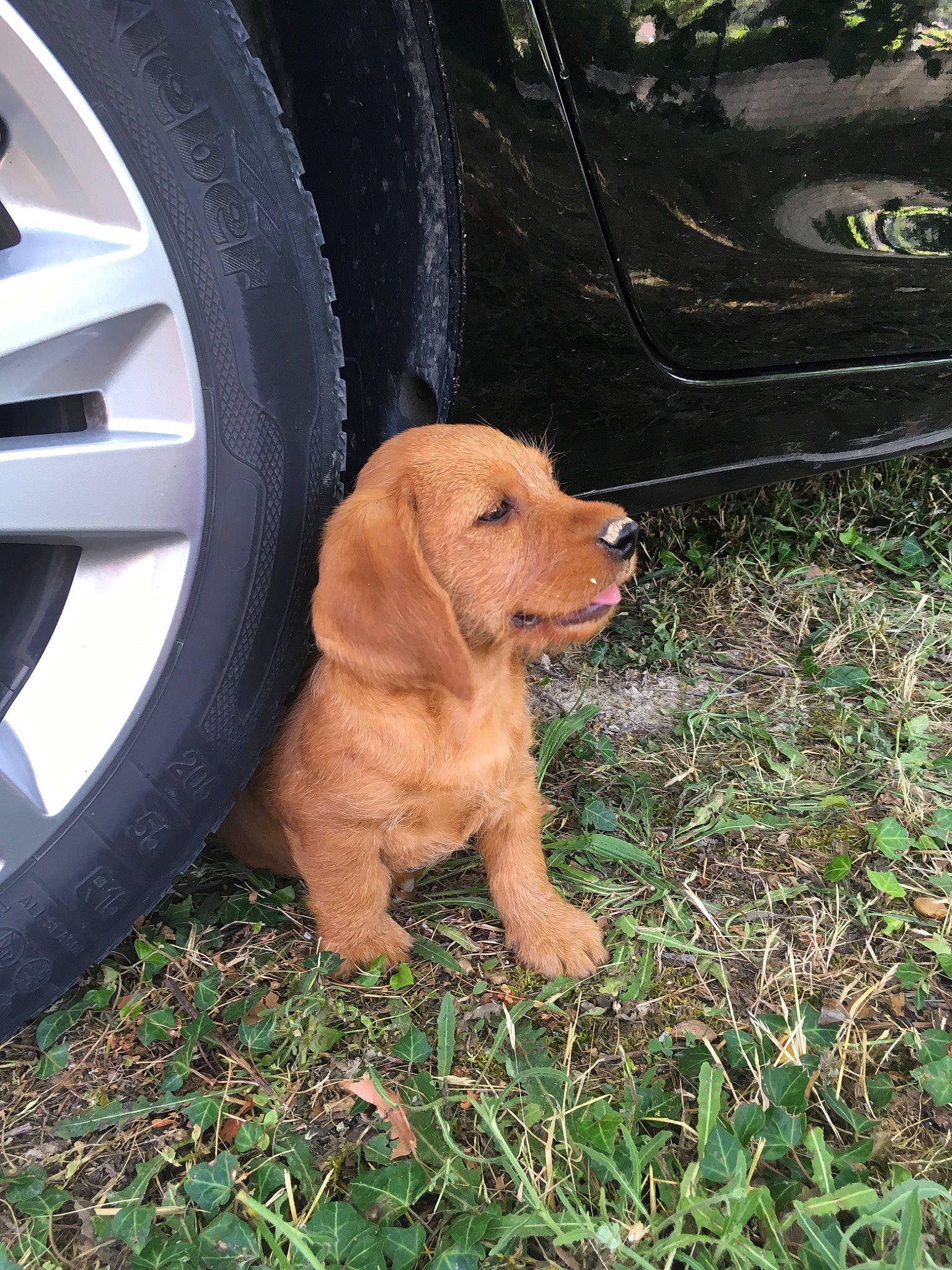 Paco a rejoint le concours — aidez-le/la à gagner de superbes lots ! automotive_wheel_system, basset_fauve_de_bretagne, bloodhound, canidae, carnivore, cocker_spaniel, companion_dog, dog, dog_breed, fawn, mammal, puppy, rare_breed_dog, snout, spaniel, sporting_group, vertebrate, wheel