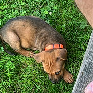 Wiggles joined the competition — help win amazing prizes! puppy, dog, grass, outdoor, collar, brown, black, young, pet, nature, curious, chewing, sniffing, greenery, wood, foot, summer, playful, animal, daylight