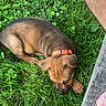 puppy, dog, grass, outdoor, collar, brown, black, young, pet, nature, curious, chewing, sniffing, greenery, wood, foot, summer, playful, animal, daylight