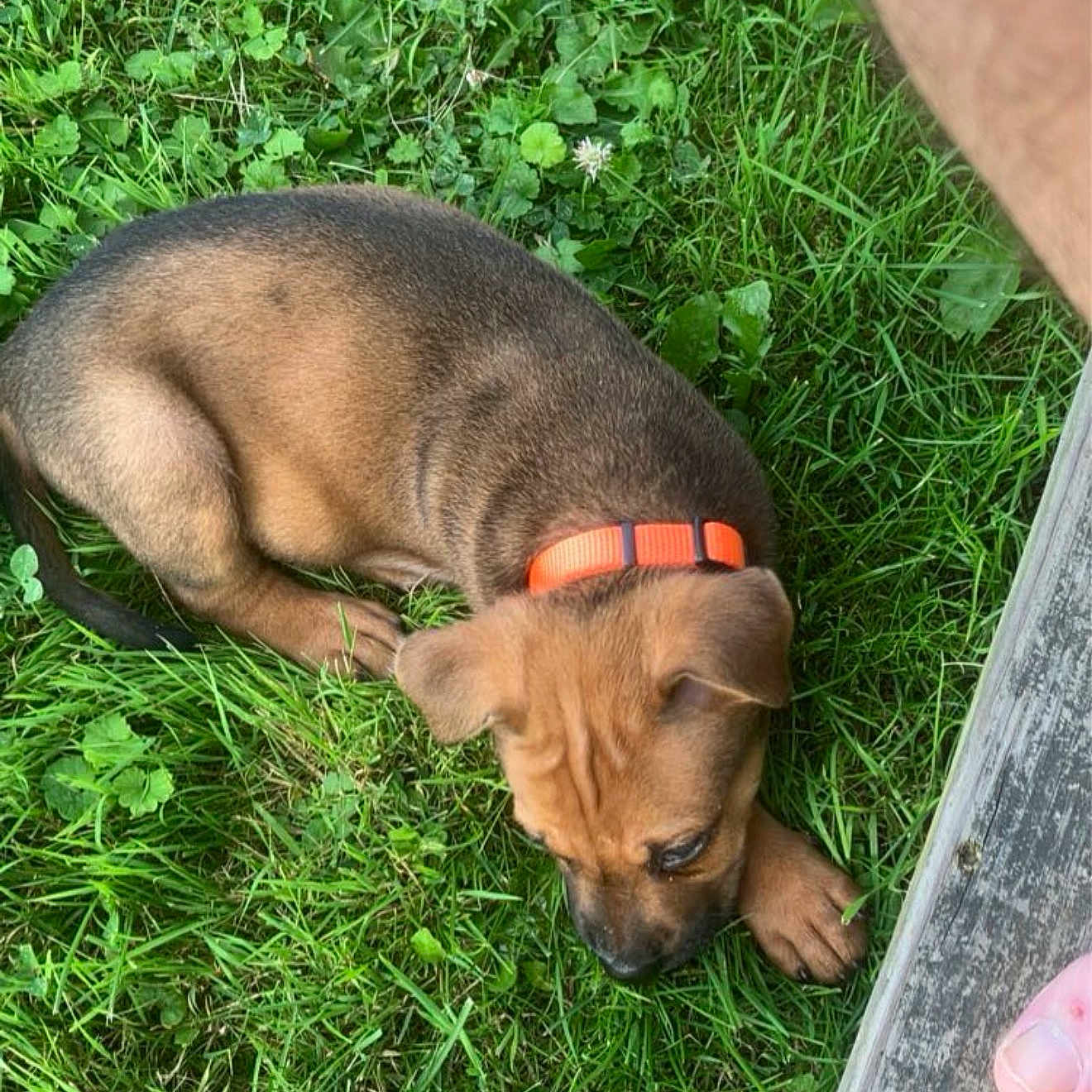 Wiggles joined the competition — help win amazing prizes! puppy, dog, grass, outdoor, collar, brown, black, young, pet, nature, curious, chewing, sniffing, greenery, wood, foot, summer, playful, animal, daylight