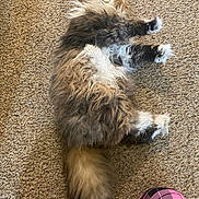 Princess Puddin Pop is registered to the contest to win money with this photo: animal, black, carpet, cat, cozy, feline, fluffy, fur, home, indoor, legs, long_hair, patterned_clothing, paws, pet, pink, plaid, relaxing, resting, tail