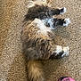 animal, black, carpet, cat, cozy, feline, fluffy, fur, home, indoor, legs, long_hair, patterned_clothing, paws, pet, pink, plaid, relaxing, resting, tail