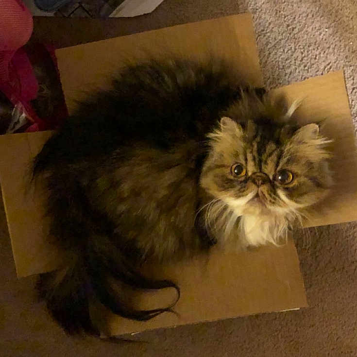 Princess Puddin Pop joined the competition — help win amazing prizes! animal, cardboard_box, carpet, cat, curious, cute, domestic, face, feline, fluffy, fur, home, indoor, looking_up, pet, relaxed, sitting, tail, whiskers, wide_eyes