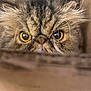 Princess Puddin Pop joined the competition — help win amazing prizes! animal, box, cardboard_box, cat, close_up, curious, cute, domestic_cat, feline, fluffy, fur, indoor, mystery, peeking, pet, portrait, soft_light, tabby, whiskers, yellow_eyes