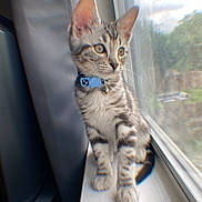Milo joined the competition — help win amazing prizes! cat, kitten, tabby, collar, bell, windowsill, window, indoor, pet, fur, whiskers, animal, cute, young, domestic, gray, white, striped, sitting, looking