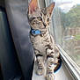 cat, kitten, tabby, collar, bell, windowsill, window, indoor, pet, fur, whiskers, animal, cute, young, domestic, gray, white, striped, sitting, looking