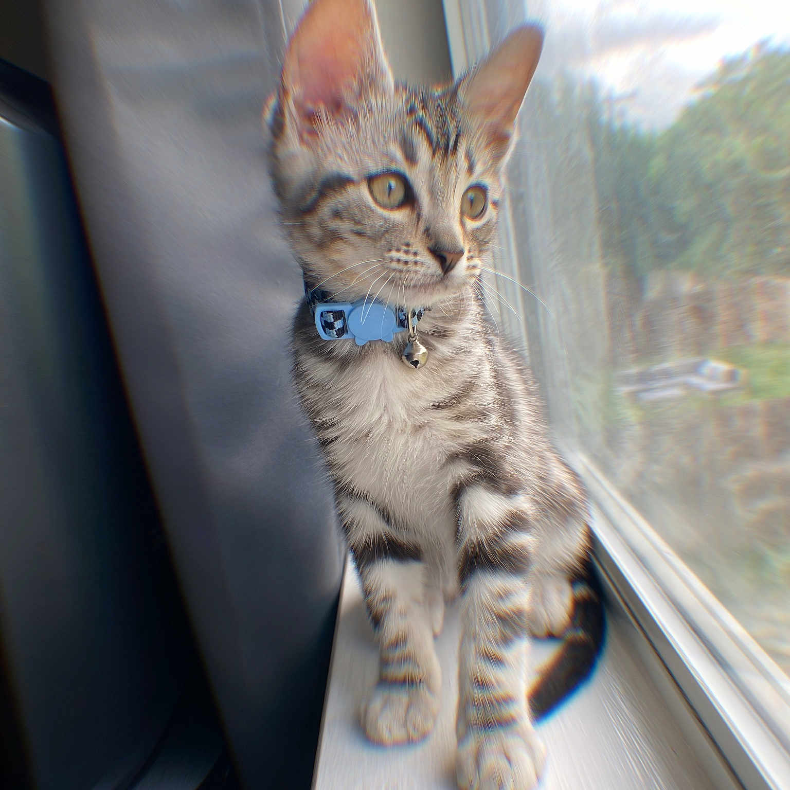 Milo joined the competition — help win amazing prizes! animal, bell, cat, collar, cute, domestic, fur, gray, indoor, kitten, looking, pet, sitting, striped, tabby, whiskers, white, window, windowsill, young