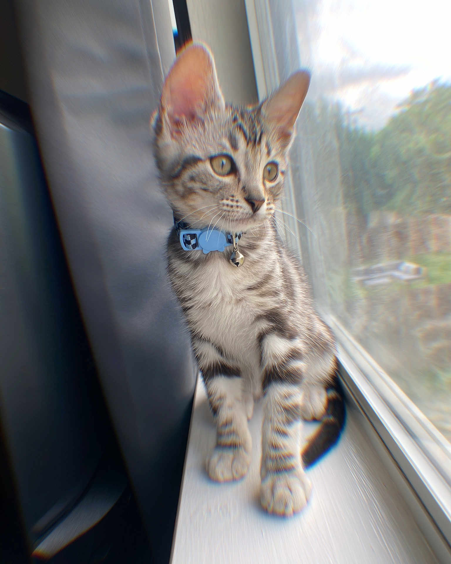 Milo joined the competition — help win amazing prizes! cat, kitten, tabby, collar, bell, windowsill, window, indoor, pet, fur, whiskers, animal, cute, young, domestic, gray, white, striped, sitting, looking
