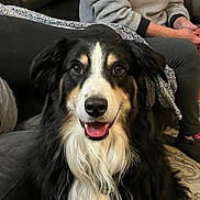 Teddybear is registered to the contest to win money with this photo: dog, pet, long_haired_dog, portrait, indoor, couch, blanket, happy, smiling, tongue_out, eyes, fur, collar, sitting, close_up, human_present, sweatshirt, legs, rug, living_room