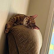 Athena joined the competition — help win amazing prizes! animal, cat, couch, cozy, domestic, ears, fur, furniture, home, indoor, natural_light, paw, pet, quiet, relaxing, resting, sleeping, tabby, whiskers, window