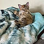 Athena joined the competition — help win amazing prizes! animal, blanket, cat, cozy, cute, ears, feline, fur, indoor, kitten, mammal, paw, pet, relaxed, resting, small, soft, striped, tabby, young