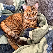 Athena is registered to the contest to win money with this photo: blanket, cat, closeup, couch, cozy, domestic_cat, ears, fur, green_blanket, indoor, lounging, navy_blanket, pet, portrait, relaxed, sofa, tabby, tail, texture, whiskers