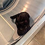cat, black_cat, pet, animal, washing_machine, appliance, indoor, curious, looking_up, floor, tile_floor, home, domestic, feline, cute, small, resting, compact, clean, metallic