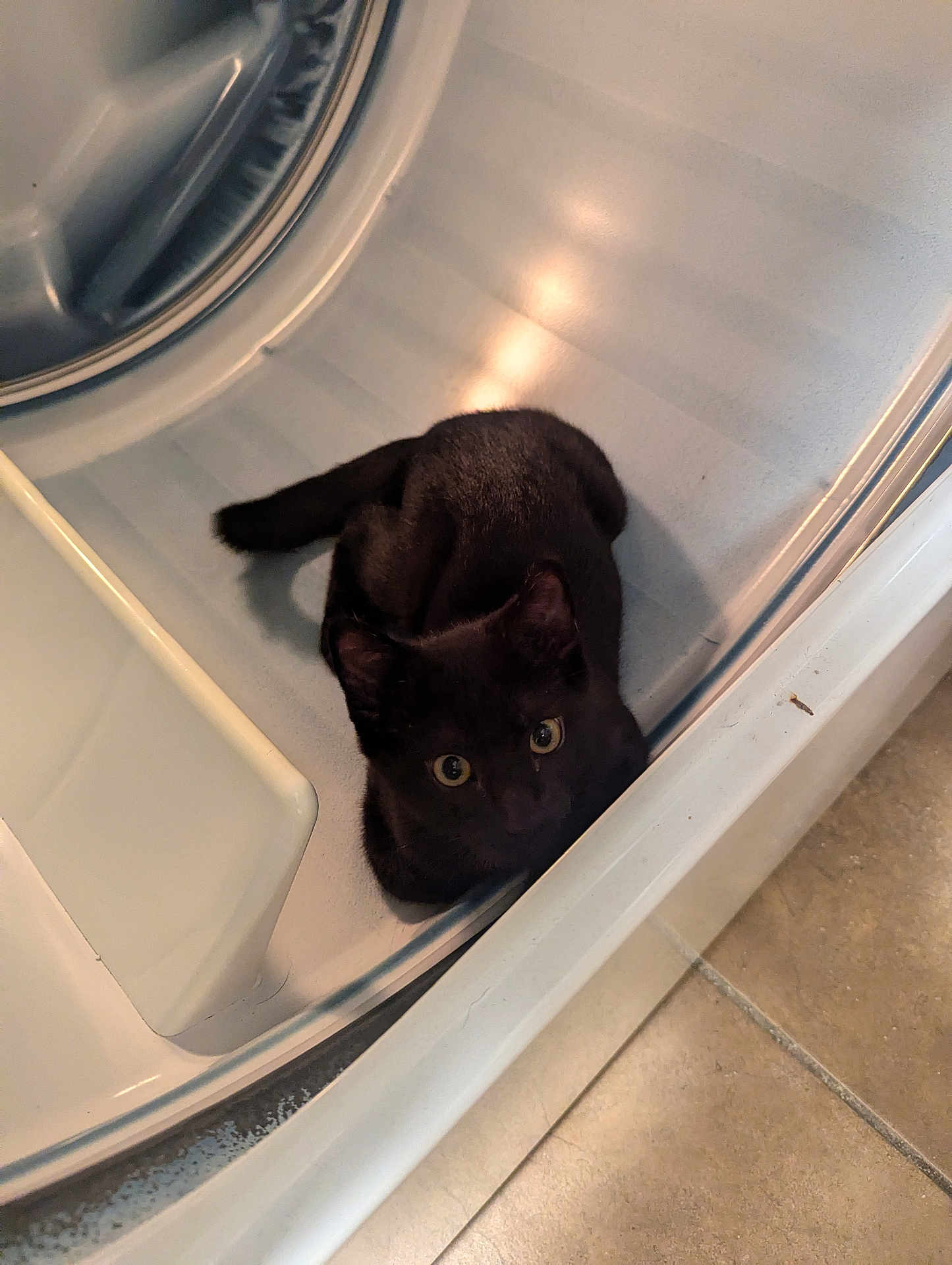 Boo joined the competition — help win amazing prizes! cat, black_cat, pet, animal, washing_machine, appliance, indoor, curious, looking_up, floor, tile_floor, home, domestic, feline, cute, small, resting, compact, clean, metallic