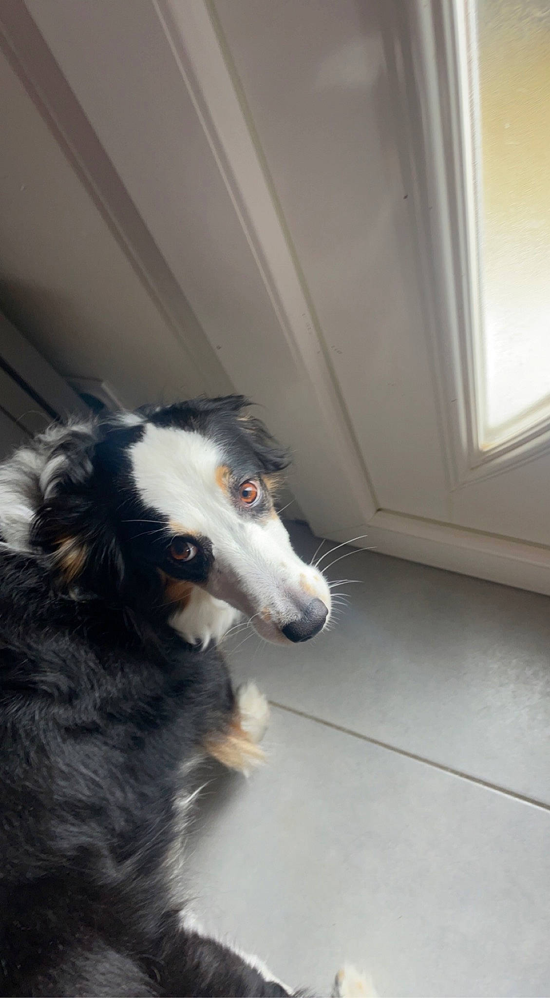 Malibu a rejoint le concours — aidez-le/la à gagner de superbes lots ! australian_collie, border_collie, canidae, carnivore, companion_dog, dog, dog_breed, door, flooring, fur, hardwood, herding_dog, sporting_group, terrestrial_animal, whiskers, wood, working_animal, working_dog