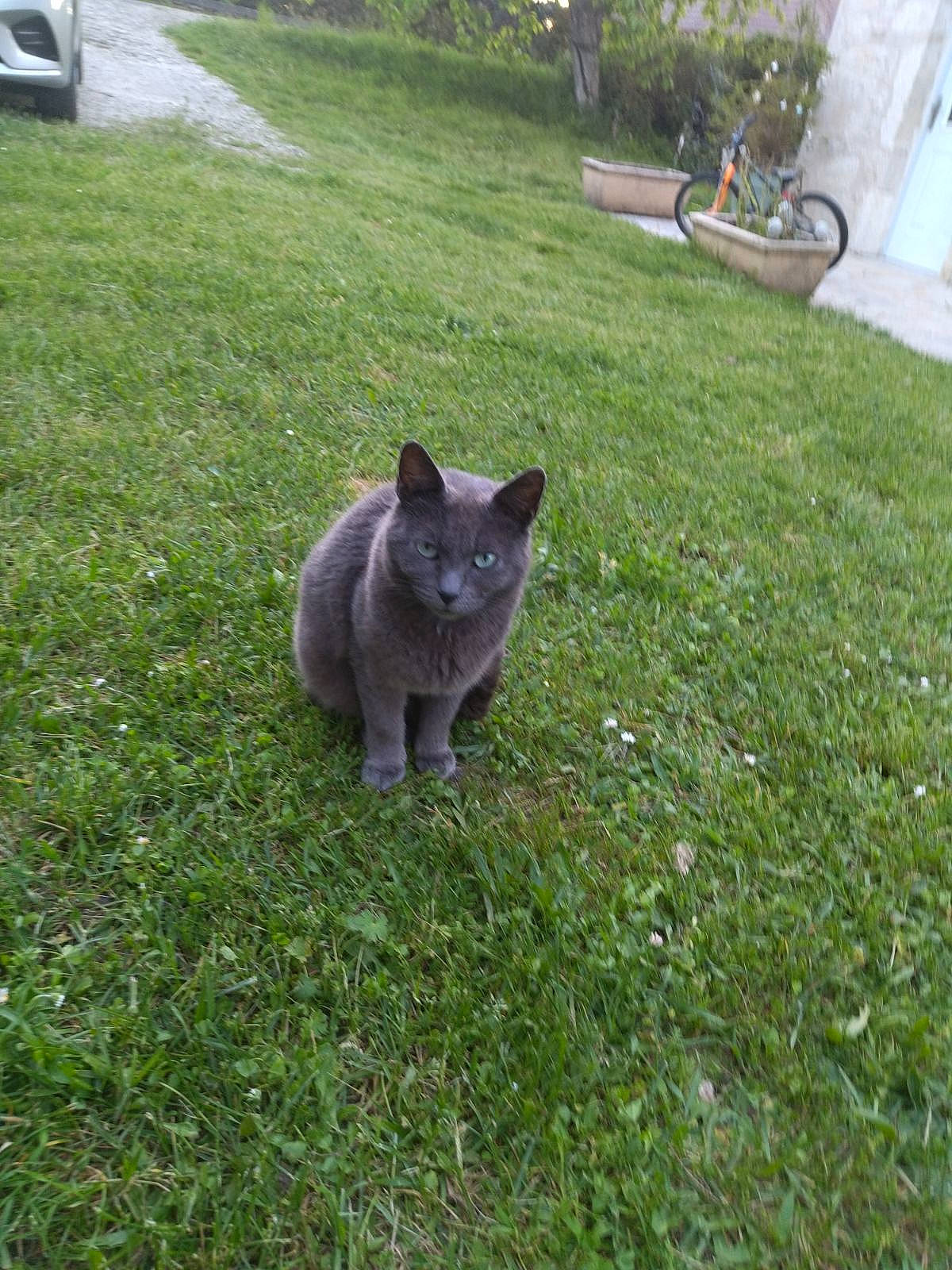 Simba participe au concours pour gagner de l'argent avec cette photo : bicycle, carnivore, cat, dog_breed, domestic_short_haired_cat, felidae, flowerpot, fur, grass, grey, groundcover, lawn, plant, russian_blue, small_to_medium_sized_cats, tail, terrestrial_animal, tire, wheel, whiskers