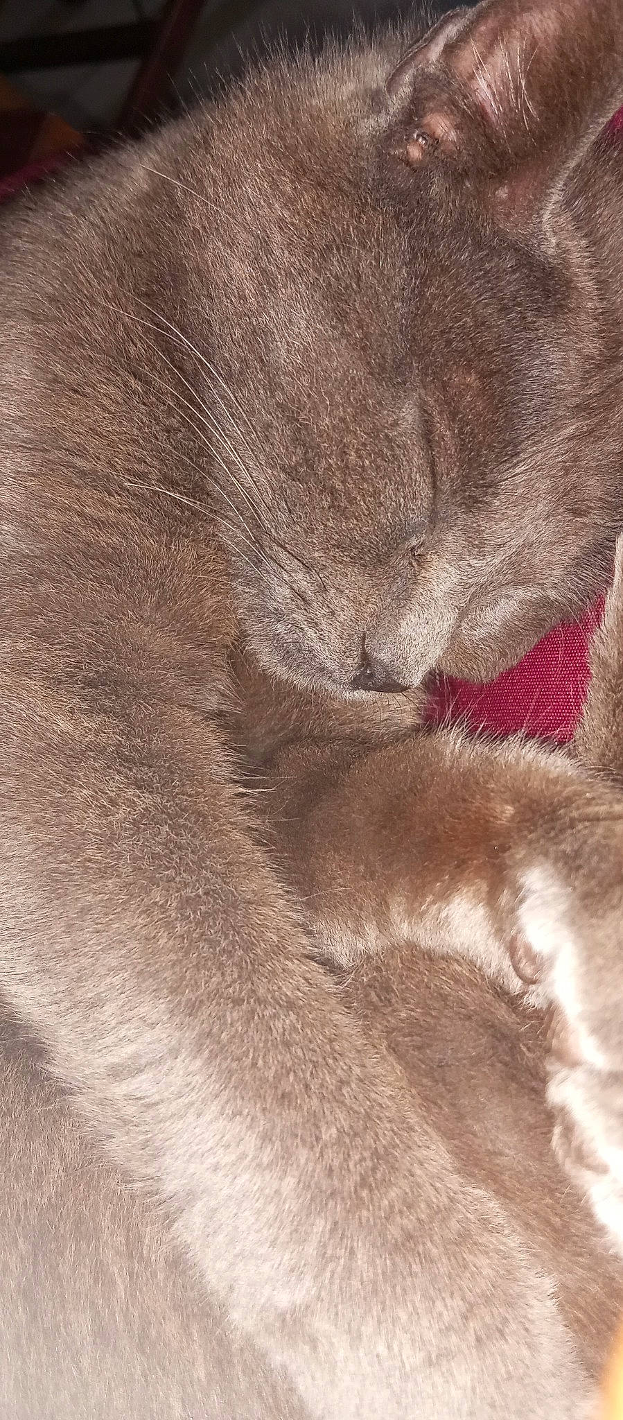 Simba participe au concours pour gagner de l'argent avec cette photo : carnivore, cat, claw, domestic_short_haired_cat, eye, fawn, felidae, fur, liver, nap, paw, sleep, small_to_medium_sized_cats, snout, tail, terrestrial_animal, whiskers, wildlife, wrinkle