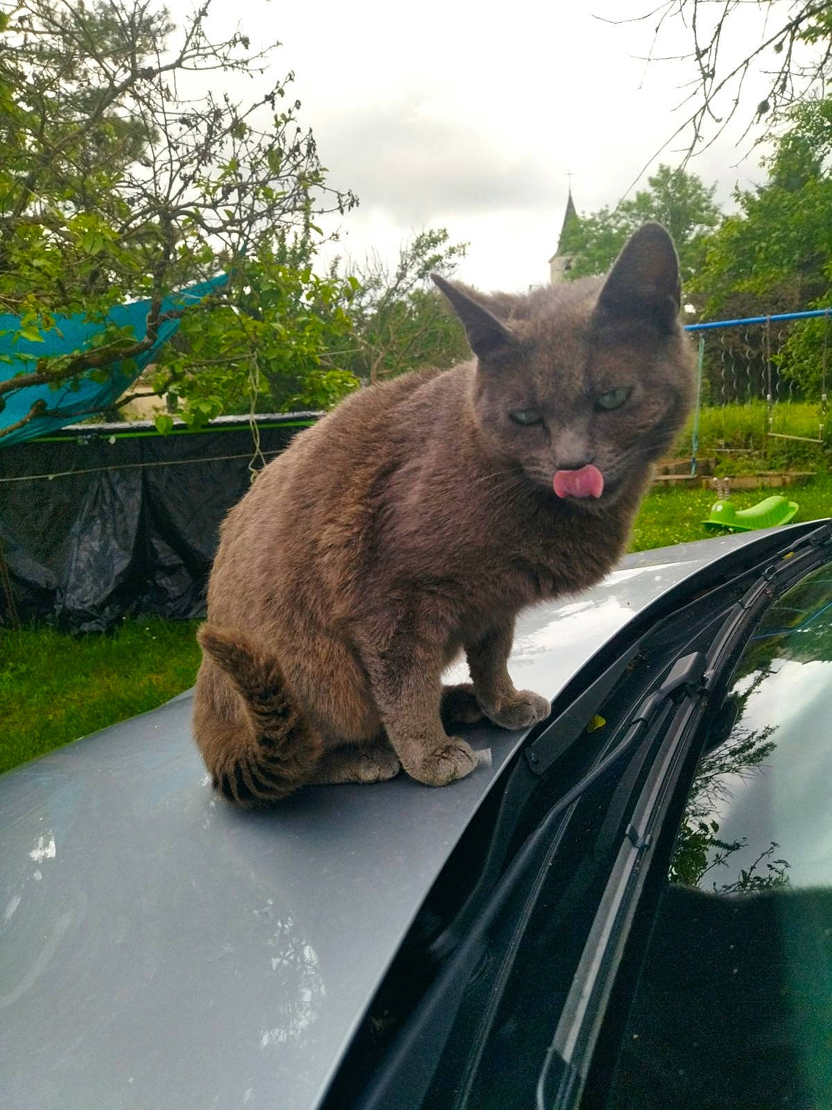 Simba participe au concours pour gagner de l'argent avec cette photo : automotive_exterior, carnivore, cat, cloud, domestic_short_haired_cat, felidae, grass, hood, motor_vehicle, plant, roof, russian_blue, sky, small_to_medium_sized_cats, snout, terrestrial_animal, tree, vehicle, whiskers, windshield