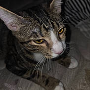 Lilly Bug is registered to the contest to win money with this photo: cat, tabby_cat, pet, animal, feline, close_up, portrait, whiskers, yellow_eyes, striped_fur, white_paws, pink_nose, sitting, lounging, indoor, blanket, soft_texture, dark_background, calm, photography