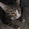 cat, tabby_cat, pet, animal, feline, close_up, portrait, whiskers, yellow_eyes, striped_fur, white_paws, pink_nose, sitting, lounging, indoor, blanket, soft_texture, dark_background, calm, photography