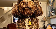 Jedi is registered to the contest to win money with this photo: dog, brown_dog, curly_fur, fluffy, sitting, portrait, pet, collar, tag, white_chest, leather_ottoman, living_room, couch, pillow, lamp, staircase, wall_art, indoor, home, adorable