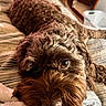 Jedi is registered to the contest to win money with this photo: dog, brown_dog, shaggy_fur, curly_fur, pet, animal, canine, close_up, portrait, lying_down, bed, blanket, cushion, indoors, bedroom, relaxed, sleepy, eye, nose, fluffy