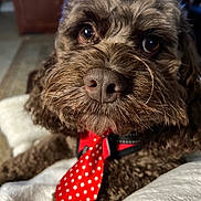 Jedi joined the competition — help win amazing prizes! dog, portrait, brown_fur, shaggy_fur, close_up, face, eyes, nose, muzzle, whiskers, wearing_tie, red_tie, polka_dots, pet, indoors, blanket, cozy, candid, humorous, fashionable