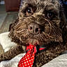 dog, portrait, brown_fur, shaggy_fur, close_up, face, eyes, nose, muzzle, whiskers, wearing_tie, red_tie, polka_dots, pet, indoors, blanket, cozy, candid, humorous, fashionable