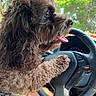 dog, brown_dog, shaggy_fur, curly_fur, pet, animal, driver_seat, steering_wheel, car, vehicle, tongue_out, paw, harness, portrait, profile, outdoor, sunlight, trees, dashboard, funny