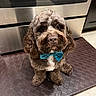 Jedi is registered to the contest to win money with this photo: dog, puppy, brown_dog, curly_fur, bow_tie, blue_bow_tie, sitting, portrait, pet, canine, floppy_ears, dark_eyes, nose, muzzle, white_chest, kitchen, appliance, floor, indoor, formal_attire