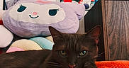 Speedy a rejoint le concours — aidez-le/la à gagner de superbes lots ! cat, brown_cat, orange_cushion, plush_pillow, purple_pillow, smiling_pillow, framed_art, photographs, wall_art, wooden_furniture, indoor, cozy, relaxed, pet, cute, animal, portrait, resting, home_decor, colorful
