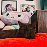 cat, brown_cat, orange_cushion, plush_pillow, purple_pillow, smiling_pillow, framed_art, photographs, wall_art, wooden_furniture, indoor, cozy, relaxed, pet, cute, animal, portrait, resting, home_decor, colorful