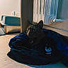 Speedy a rejoint le concours — aidez-le/la à gagner de superbes lots ! cat, jacket, indoor, floor, radiator, pet_litter_box, curious, animal, clothing, blue, shadow, cozy, domestic, feline, hidden, warm, quiet, resting, eyes, pet