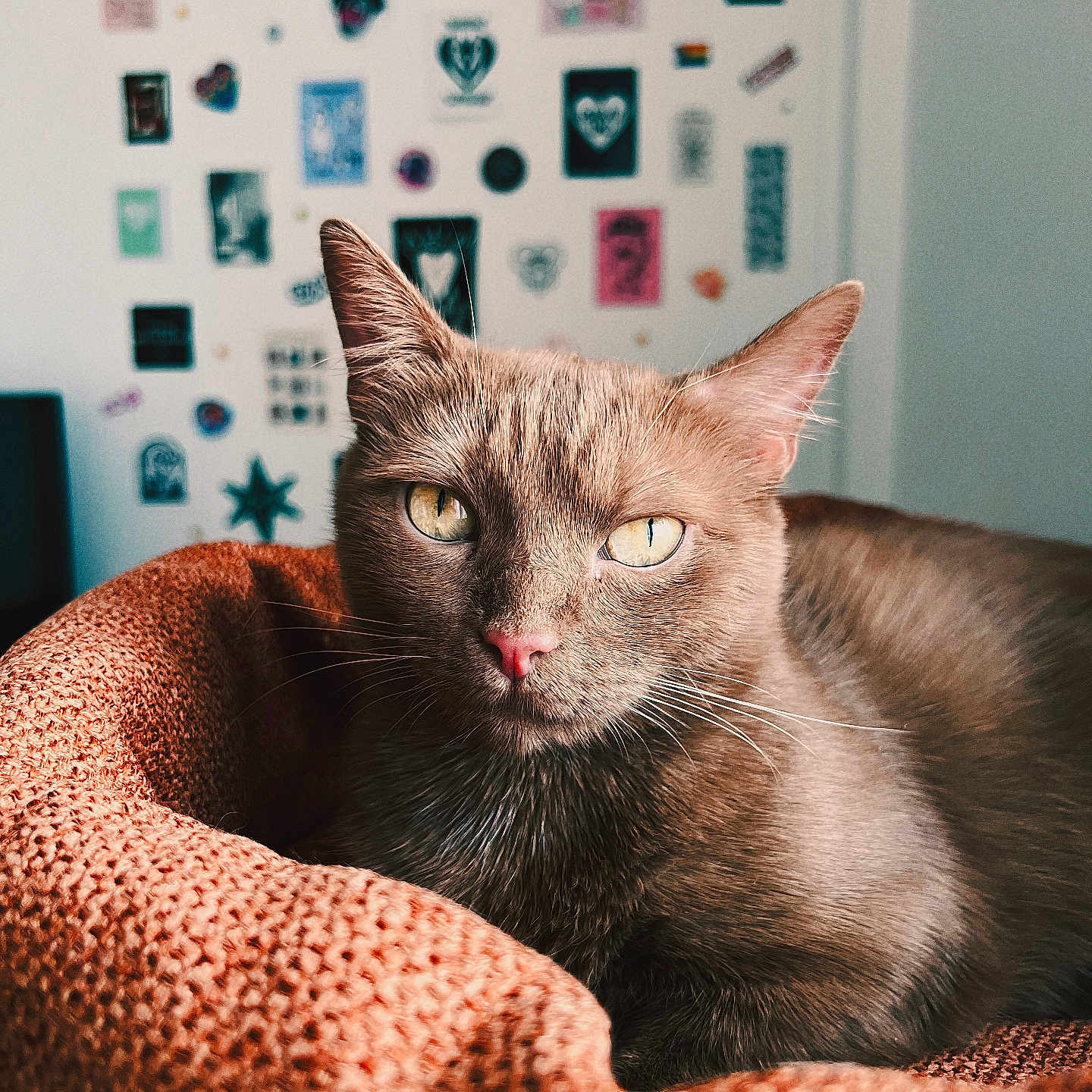 Speedy a rejoint le concours — aidez-le/la à gagner de superbes lots ! cat, brown_cat, pet, animal, indoor, knitted_bed, orange_bed, wall_stickers, yellow_eyes, feline, cozy, relaxed, portrait, closeup, whiskers, ears, fur, looking_at_camera, home, cute