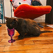 Speedy participe au concours pour gagner de l'argent avec cette photo : cat, brown_cat, wooden_floor, purple_goblet, chair, orange_chair, cushion, indoor, flooring, pet, furniture, cozy, playful, curious, animal, domestic, home, drinking, floor, cute