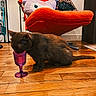 cat, brown_cat, wooden_floor, purple_goblet, chair, orange_chair, cushion, indoor, flooring, pet, furniture, cozy, playful, curious, animal, domestic, home, drinking, floor, cute