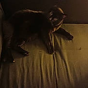 Blacky is registered to the contest to win money with this photo: animal, black_cat, cat, couch, cozy, dark, domestic_animal, eyes, fur, furniture, home, indoor, laying_down, mammal, night, pet, quiet, relaxing, resting, shadow