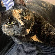 Spooky joined the competition — help win amazing prizes! animal, cat, close_up, companion, cute, domestic_cat, fabric, feline, fur, green_eyes, indoor, looking_at_camera, pet, portrait, relaxed, resting, soft_light, texture, tortoiseshell, whiskers