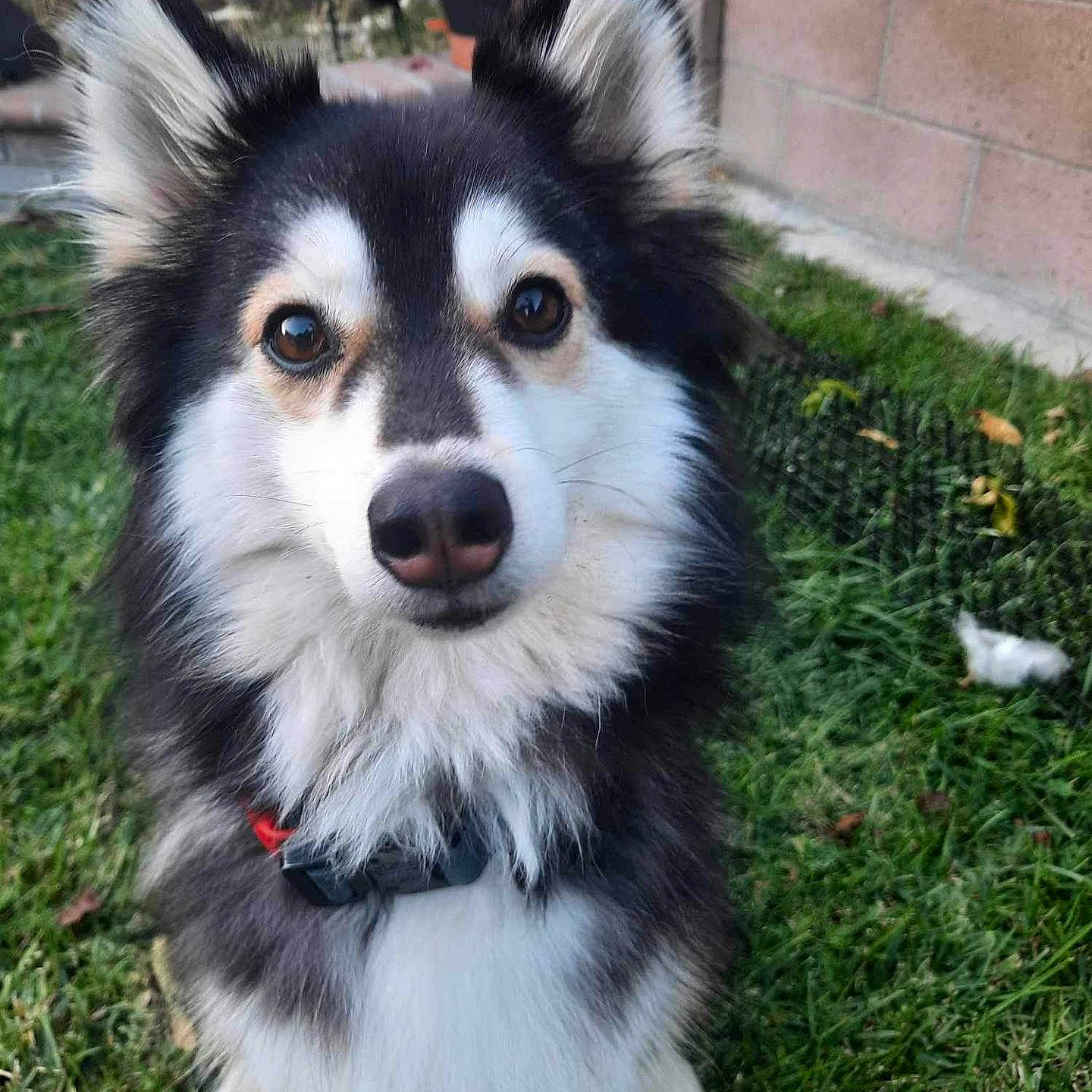 Loki J joined the competition — help win amazing prizes! animal, black_and_white, canine, collar, cute, dog, domestic_animal, ears, face, fluffy, friendly, fur, garden, grass, looking_at_camera, muzzle, nature, outdoor, pet, portrait