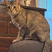 Bella is registered to the contest to win money with this photo: animal, blurred_background, cat, chair, cozy, curious, cute, domestic, ears, eyes, feline, fur, home, indoor, perched, pet, tabby, tail, whiskers, wooden_furniture