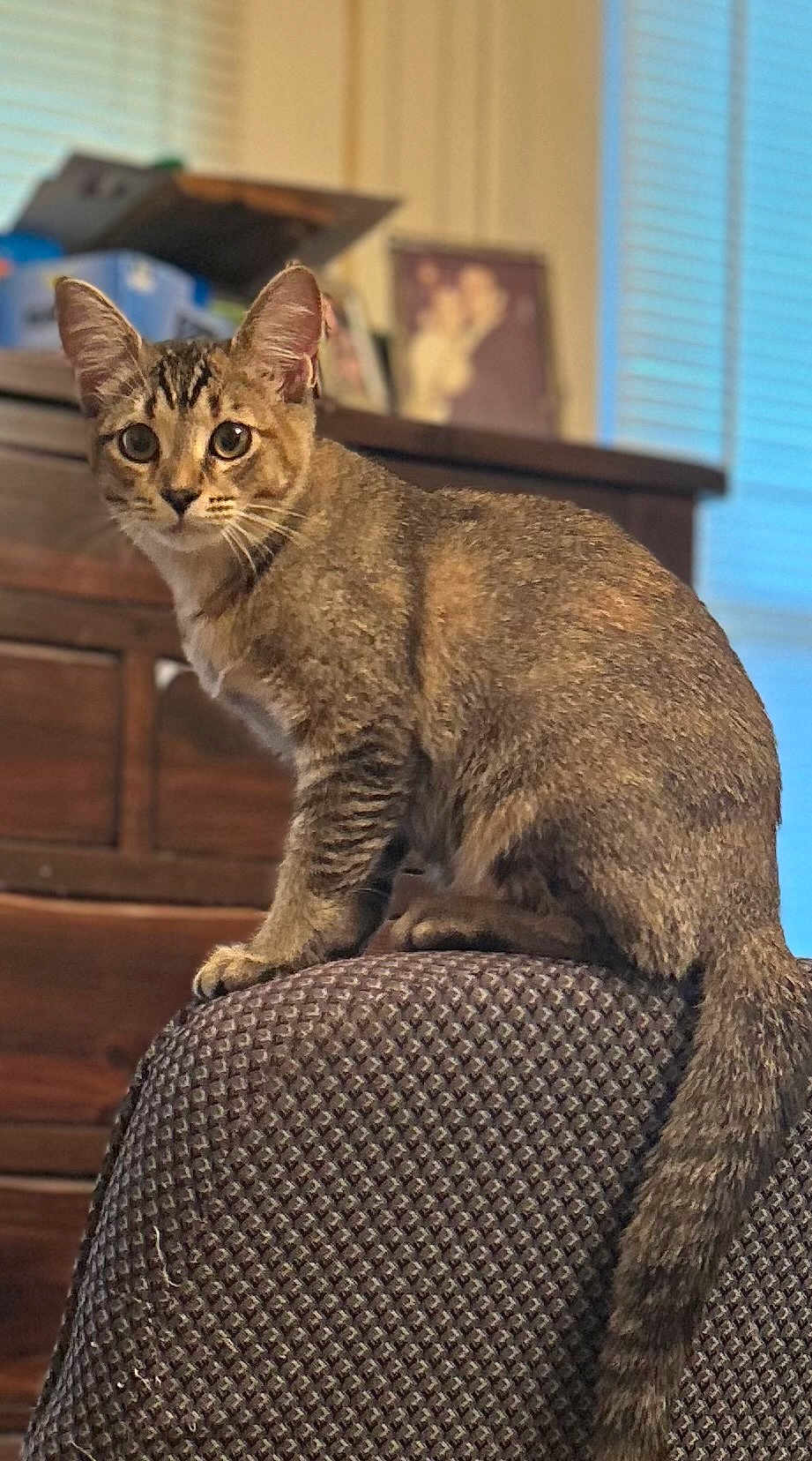 Bella