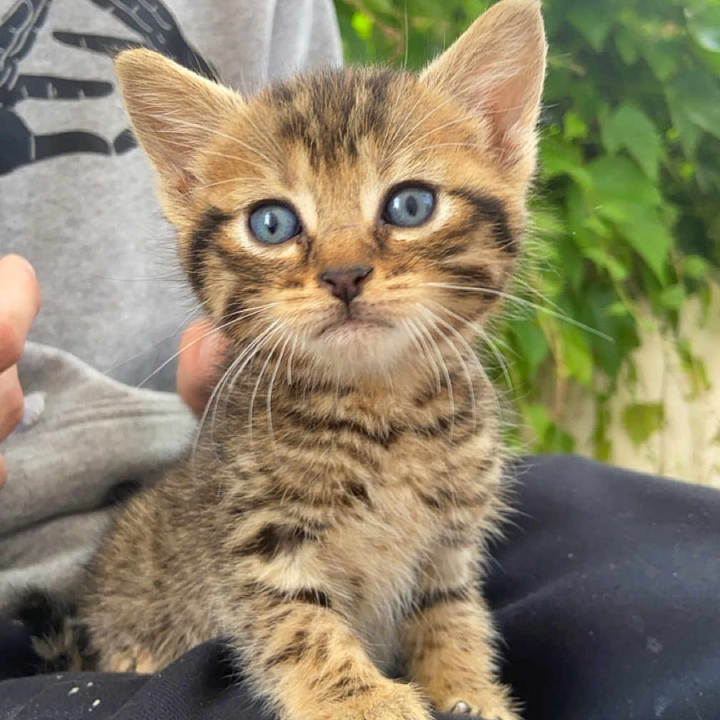 Scar participe au concours pour gagner de l'argent avec cette photo : abyssinian, animal, blanket, cat, face, grass, head, kitten, manx, ocelot, person, pet, photography, plant, portrait