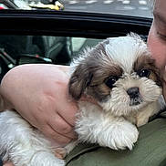 Daisy is registered to the contest to win money with this photo: animal, blurred_background, car, closeup, cuddle, cute, dog, eyes, face, fluffy, fur, green_shirt, hand, holding, outdoor, person, pet, puppy, street, urban