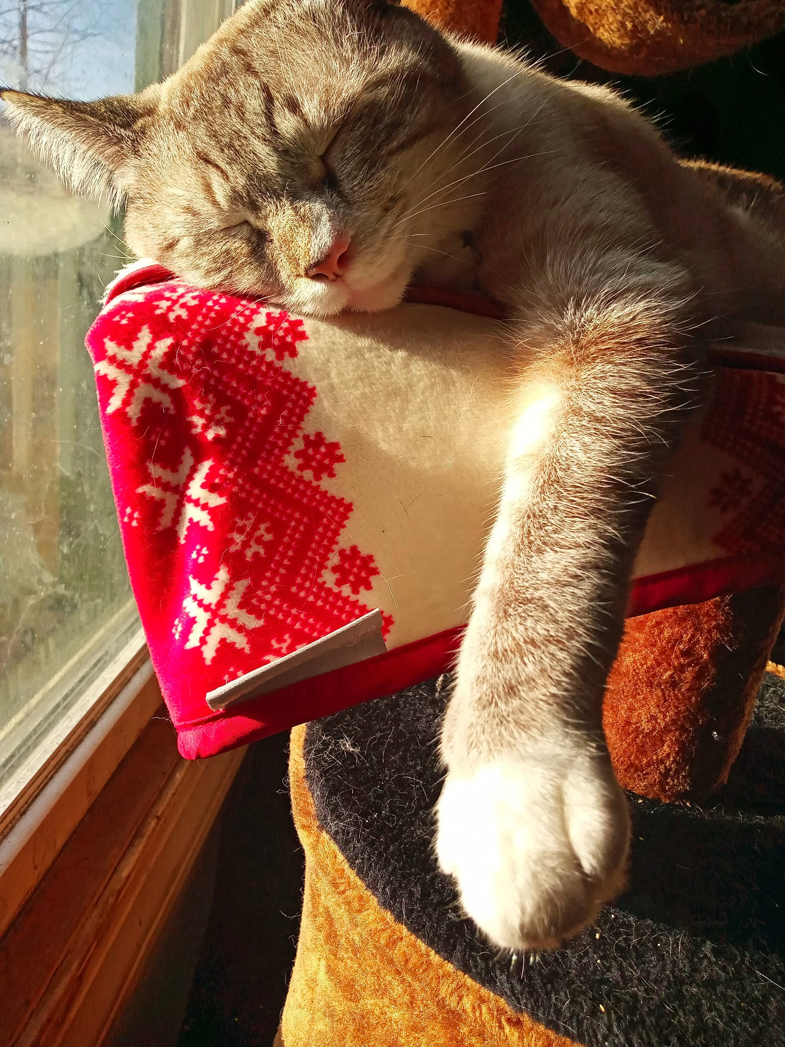 Alex is registered to the contest to win money with this photo: carmine, carnivore, cat, cat_supply, claw, comfort, domestic_short_haired_cat, fawn, felidae, fur, human_leg, mammal, paw, small_to_medium_sized_cats, snout, tail, terrestrial_animal, vertebrate, whiskers, wood