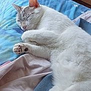 Lorenzo participe au concours pour gagner de l'argent avec cette photo : cat, sleeping, bed, blanket, cozy, white_fur, gray_markings, paw, tail, indoor, resting, cute, feline, domestic_cat, relaxed, fur, whiskers, pet, animal, comfort