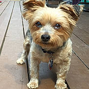 Bailey is registered to the contest to win money with this photo: dog, small_dog, pet, animal, ears, fur, collar, tag, wooden_deck, outdoor, curious, standing, brown_fur, canine, companion, cute, domestic_animal, portrait, background_dog, daylight