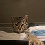 cat, tabby_cat, paw, towels, shelf, indoor, curious, pet, animal, close_up, feline, striped, whiskers, resting, cozy, soft_lighting, looking, cute, home, relaxed